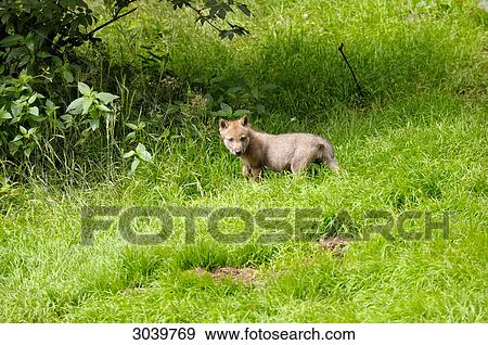 young gray wolf, canis lupus, Bavarian Forest, Germany View Large Photo Image Stock Photo - young gray wolf, canis lupus, Bavarian Forest, Germany . Fotosearch