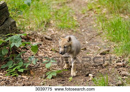 Stock Photography - Young gray wolf, canis lupus, Bavarian Forest, Germany . Fotosearch