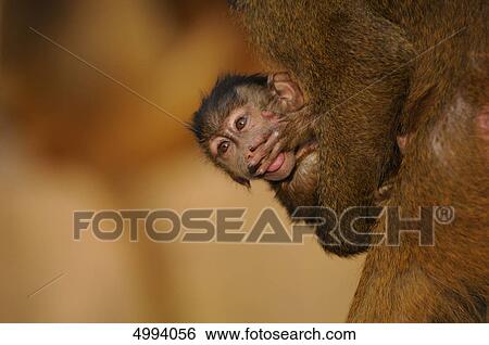 Young Guinea baboon (Papio papio) is being carried by mother View Large Photo Image Stock Photograph - Young Guinea baboon (Papio papio) is being carried by mother . Fotosearch
