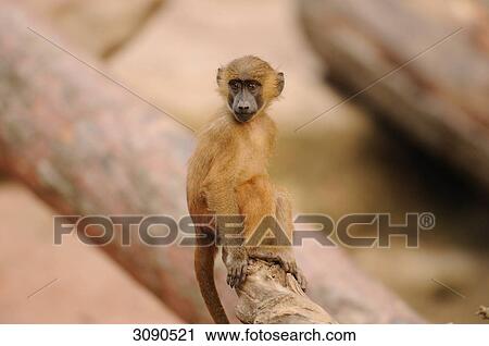 Young Guinea Baboon (Papio papio) sitting on branch View Large Photo Image Stock Image - Young Guinea Baboon (Papio papio) sitting on branch . Fotosearch