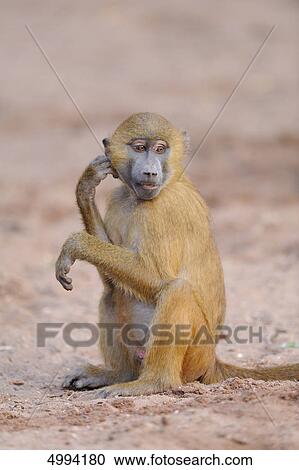 Young Guinea baboon (Papio papio) View Large Photo Image Stock Image - Young Guinea baboon (Papio papio) . Fotosearch