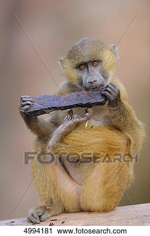 Young Guinea baboon (Papio papio) View Large Photo Image Stock Image - Young Guinea baboon (Papio papio) . Fotosearch