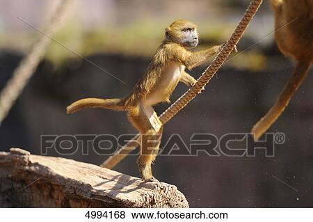 Young Guinea baboon (Papio papio) View Large Photo Image Stock Photo - Young Guinea baboon (Papio papio) . Fotosearch