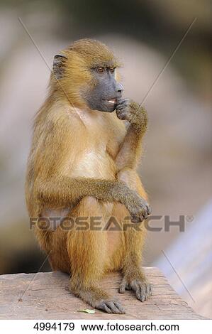 Young Guinea baboon (Papio papio) View Large Photo Image Stock Photo - Young Guinea baboon (Papio papio) . Fotosearch