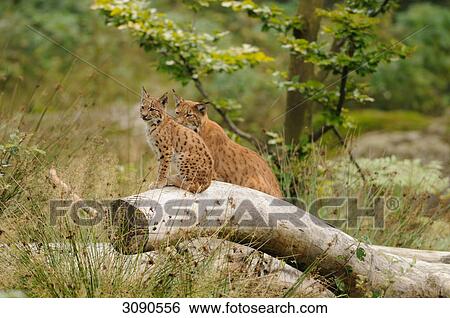 Young Lynx (Lynx lynx) and mother animal sitting on tree trunk, Bavarian Forest, Germany View Large Photo Image Stock Photograph - Young Lynx (Lynx lynx) and mother animal sitting on tree trunk, Bavarian Forest, Germany . Fotosearch