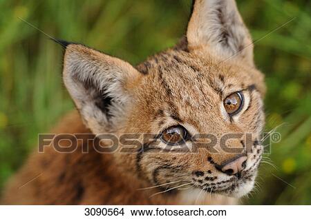 Picture - Young Lynx (Lynx lynx), Bavarian Forest, Germany, eye contact, portrait . Fotosearch