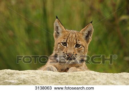 Stock Image - Young Lynx (Lynx lynx) lying on rock, Bavarian Forest, Germany, front view . Fotosearch