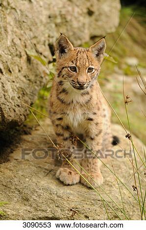 Young Lynx (Lynx lynx) sitting on rock, Bavarian Forest, Germany, front view  View Large Photo Image Stock Image - Young Lynx (Lynx lynx) sitting on rock, Bavarian Forest, Germany, front view . Fotosearch