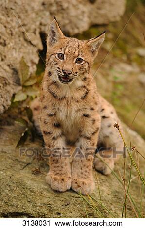 Young Lynx (Lynx lynx) sitting on rock, Bavarian Forest, Germany, front view View Large Photo Image Stock Image - Young Lynx (Lynx lynx) sitting on rock, Bavarian Forest, Germany, front view . Fotosearch