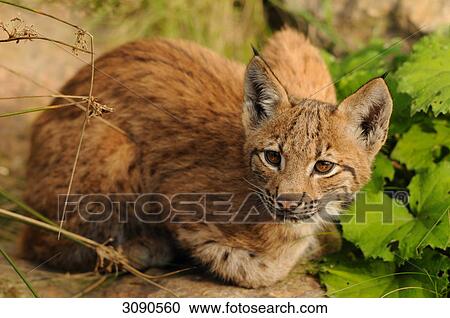 Stock Image - Young Lynx (Lynx lynx) squatting on soil, Bavarian Forest, Germany . Fotosearch