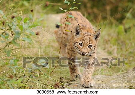 Stock Photo - Young Lynx (Lynx lynx) streaking through undergrowth, Bavarian Forest, Germany, front view . Fotosearch