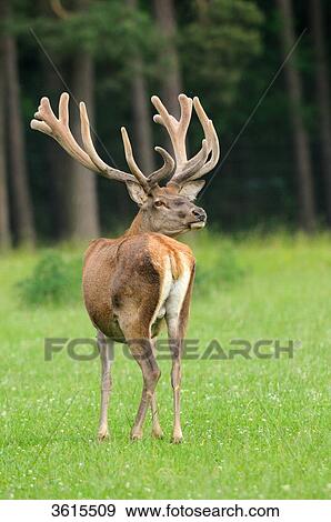 Young male red deer (Cervus elaphus) in a meadow View Large Photo Image Stock Photo - Young male red deer (Cervus elaphus) in a meadow . Fotosearch