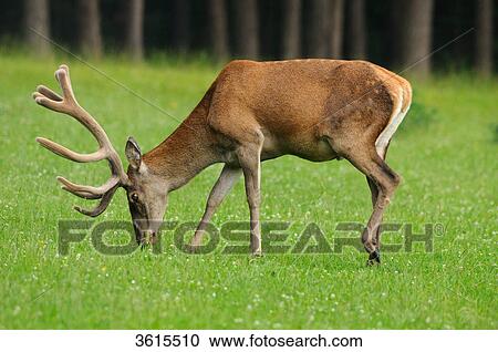 Young male red deer (Cervus elaphus) grazing in a meadow View Large Photo Image Stock Image - Young male red deer (Cervus elaphus) grazing in a meadow . Fotosearch
