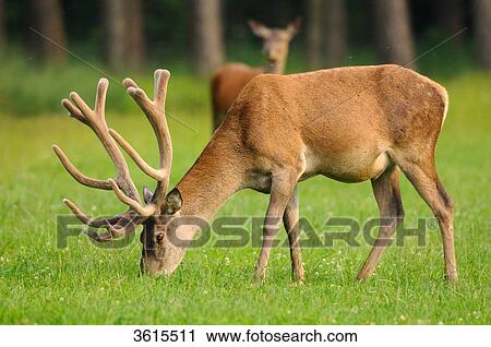 Young male red deer (Cervus elaphus) grazing in a meadow View Large Photo Image Stock Image - Young male red deer (Cervus elaphus) grazing in a meadow . Fotosearch