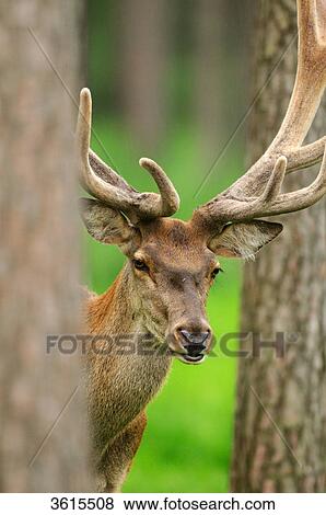 Young male red deer (Cervus elaphus) between trees, portrait View Large Photo Image Stock Photo - Young male red deer (Cervus elaphus) between trees, portrait . Fotosearch