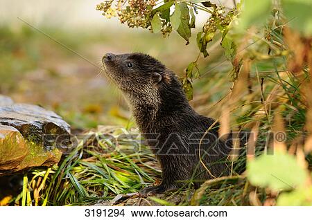 Picture - Young otter (Lutra lutra) in meadow, side view . Fotosearch