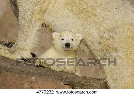 Young polar bear and mother View Large Photo Image Stock Image - Young polar bear and mother . Fotosearch