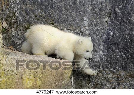 Young polar bear, Ursus maritimus View Large Photo Image Stock Photo - Young polar bear, Ursus maritimus . Fotosearch