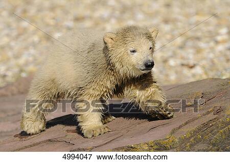 Stock Photo - Young polar bear (Ursus maritimus) . Fotosearch