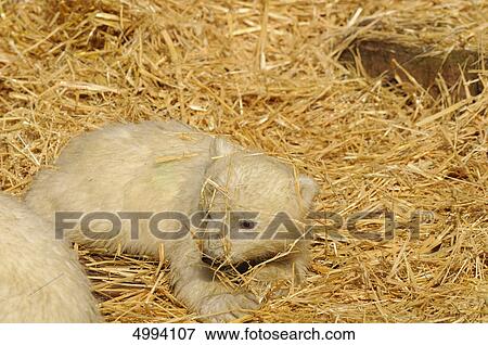 Stock Photo - Young polar bear (Ursus maritimus) lying in straw . Fotosearch
