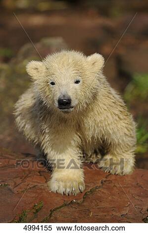 Young polar bear (Ursus maritimus) View Large Photo Image Stock Photography - Young polar bear (Ursus maritimus) . Fotosearch