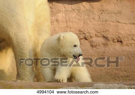 Picture - Young polar bear (Ursus maritimus) with mother . Fotosearch