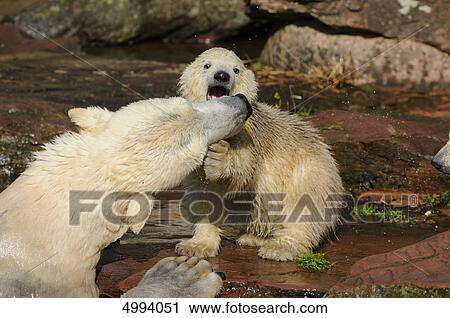 Stock Image - Young polar bear (Ursus maritimus) with mother at water . Fotosearch
