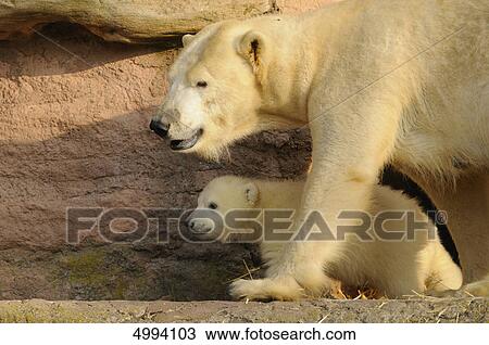 Young polar bear (Ursus maritimus) with mother View Large Photo Image Stock Image - Young polar bear (Ursus maritimus) with mother . Fotosearch