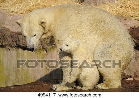 Stock Photo - Young polar bear (Ursus maritimus) with mother . Fotosearch