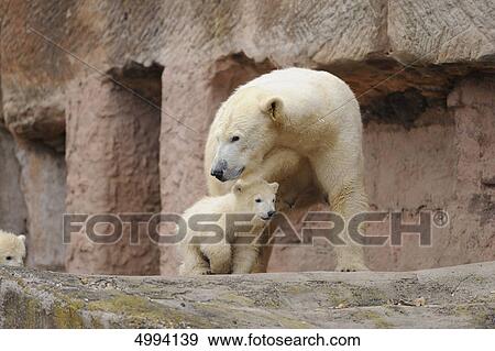 Young polar bear (Ursus maritimus) with mother View Large Photo Image Stock Photo - Young polar bear (Ursus maritimus) with mother . Fotosearch