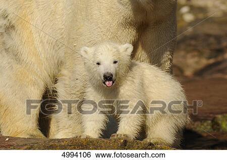 Young polar bear (Ursus maritimus) with mother View Large Photo Image Stock Photograph - Young polar bear (Ursus maritimus) with mother . Fotosearch