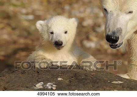 Young polar bear (Ursus maritimus) with mother View Large Photo Image Stock Photography - Young polar bear (Ursus maritimus) with mother . Fotosearch