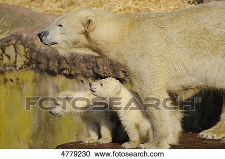 Stock Image - Young polar bears and mother . Fotosearch