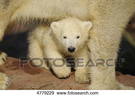 Young polar bears and mother View Large Photo Image Stock Photo - Young polar bears and mother . Fotosearch