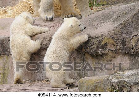 Young polar bears (Ursus maritimus) climbung on rock View Large Photo Image Picture - Young polar bears (Ursus maritimus) climbung on rock . Fotosearch