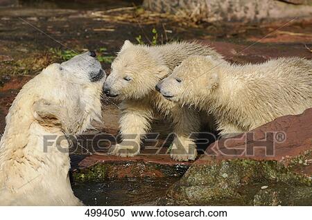 Young polar bears (Ursus maritimus) with mother at water View Large Photo Image Stock Image - Young polar bears (Ursus maritimus) with mother at water . Fotosearch