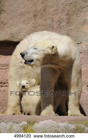 Stock Image - Young polar bears (Ursus maritimus) with mother . Fotosearch
