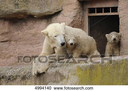 Young polar bears (Ursus maritimus) with mother View Large Photo Image Stock Image - Young polar bears (Ursus maritimus) with mother . Fotosearch
