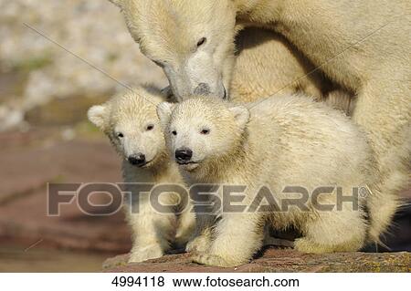 Young polar bears (Ursus maritimus) with mother View Large Photo Image Stock Photo - Young polar bears (Ursus maritimus) with mother . Fotosearch