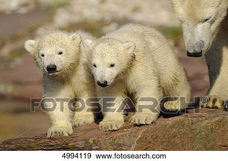 Young polar bears (Ursus maritimus) with mother View Large Photo Image Stock Photo - Young polar bears (Ursus maritimus) with mother . Fotosearch