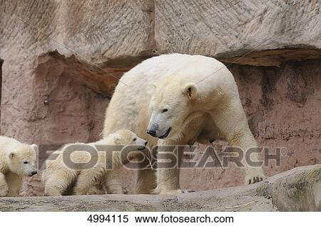 Young polar bears (Ursus maritimus) with mother View Large Photo Image Stock Photography - Young polar bears (Ursus maritimus) with mother . Fotosearch