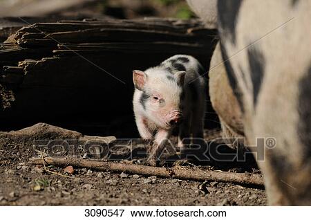 Stock Photo - Young Pot-bellied pig (Sus scrofa domestica) with mother animal . Fotosearch
