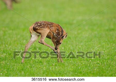 Young red deer (Cervus elaphus) in a meadow View Large Photo Image Stock Photograph - Young red deer (Cervus elaphus) in a meadow . Fotosearch
