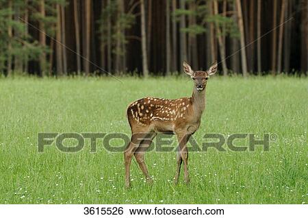 Stock Photograph - Young red deer (Cervus elaphus) in a meadow . Fotosearch