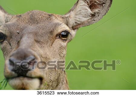 Young red deer (Cervus elaphus), portrait View Large Photo Image Stock Image - Young red deer (Cervus elaphus), portrait . Fotosearch