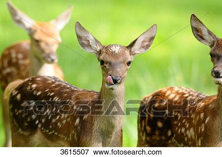 Young red deers (Cervus elaphus) in a meadow View Large Photo Image Stock Photo - Young red deers (Cervus elaphus) in a meadow . Fotosearch