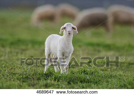 Stock Photo - Young sheep in meadow . Fotosearch
