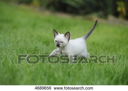 Young Siamese cat creeping in meadow View Large Photo Image Stock Photograph - Young Siamese cat creeping in meadow . Fotosearch