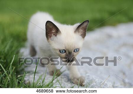 Stock Photo - Young Siamese cat creeping on path . Fotosearch