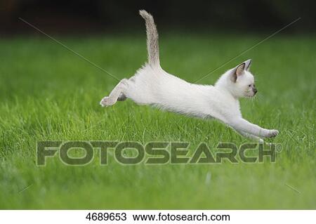 Young Siamese cat jumping in meadow View Large Photo Image Stock Image - Young Siamese cat jumping in meadow . Fotosearch
